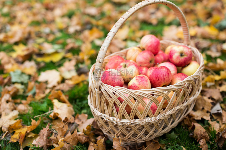 农业,园艺,收获人们的柳条篮子成熟的红色苹果秋天的花园图片
