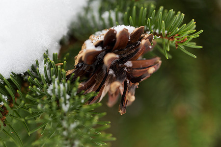 季节,野生自然诞节冷杉枝与雪锥冬季森林图片