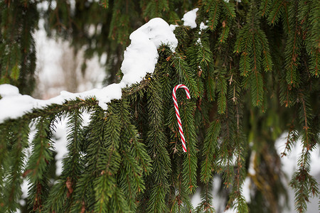 寒假装饰糖果甘蔗诞树玩具杉木树枝上覆盖着雪杉树枝上的糖果甘蔗诞玩具背景图片