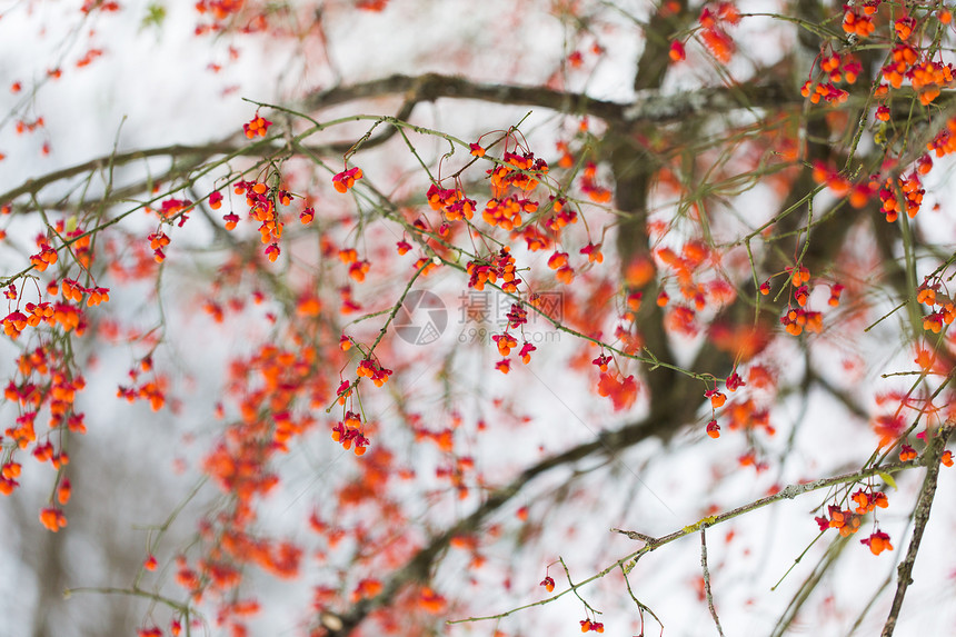 自然环境纺锤形树冬果香树枝冬生果实的纺锤形羽状分枝图片