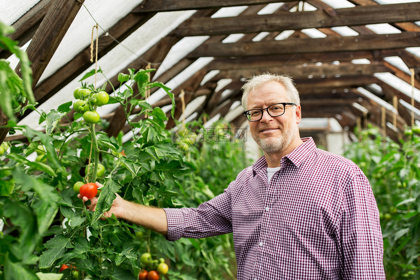 农业,园艺,老人的老人农民农场的温室里种植西红柿图片