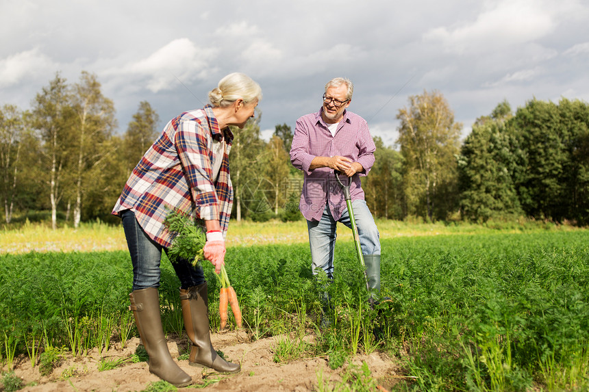 农业,园艺,收获人的资深夫妇与铲子采摘胡萝卜农场花园图片