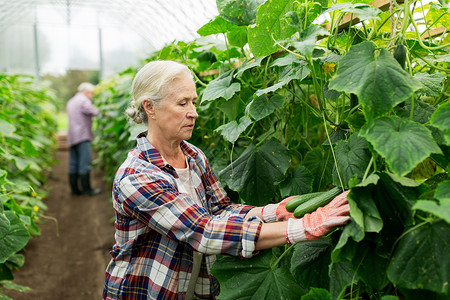 农业园艺农业老人人的老年女子农场的温室里收获黄瓜作物图片