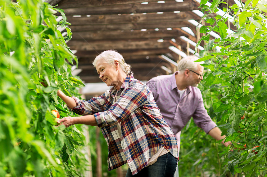 农业,园艺,老人的老妇女男子农场的温室里种植西红柿图片