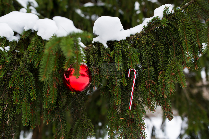 寒假装饰糖果甘蔗诞球杉木树枝上覆盖着雪杉树枝上的糖果拐杖诞球图片