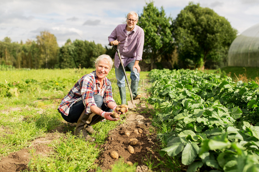 农业,园艺,农业人的老夫妇花园农场种植土豆图片