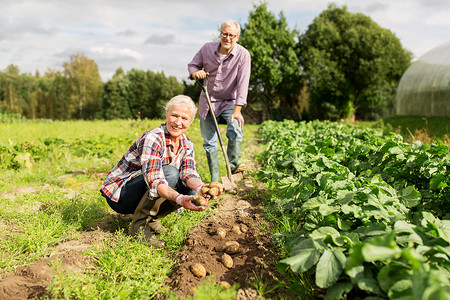 农业,园艺,农业人的老夫妇花园农场种植土豆图片