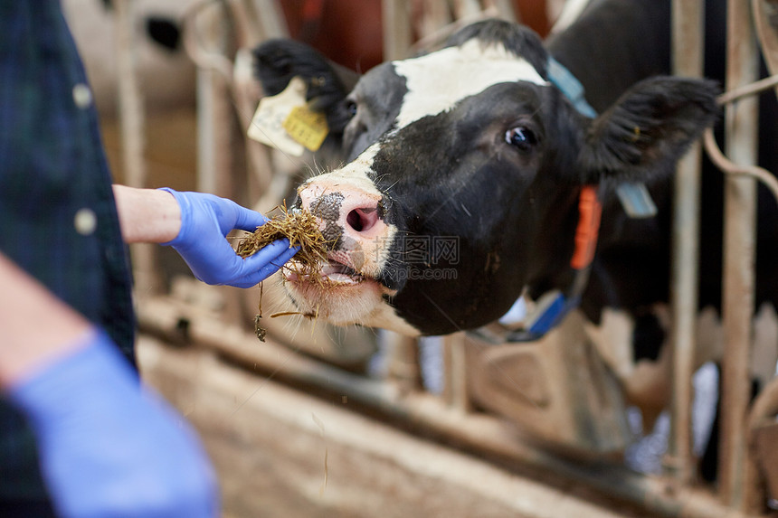 农业农业人民畜牧业密切男子农民奶牛场的牛舍用干草喂养奶牛图片