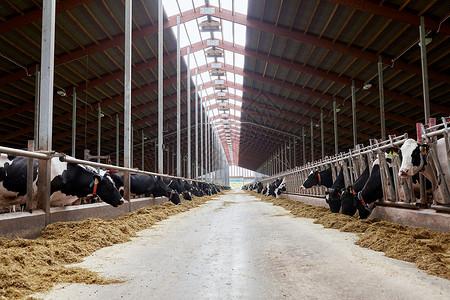 农业农业畜牧业奶牛场的牛舍吃干草的牛群图片