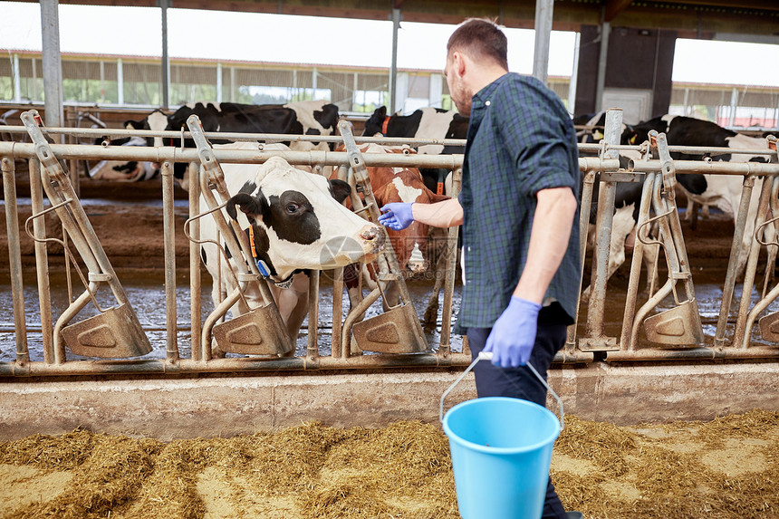 农业工业,农业,人畜牧业的轻人农民与奶牛桶奶牛场的牛棚图片