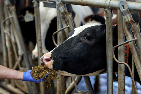 农业农业人类畜牧业的农民用干草奶牛场的牛棚里喂牛图片
