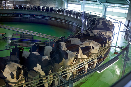 农业农业畜牧业奶牛场客厅系统挤奶过程高清图片