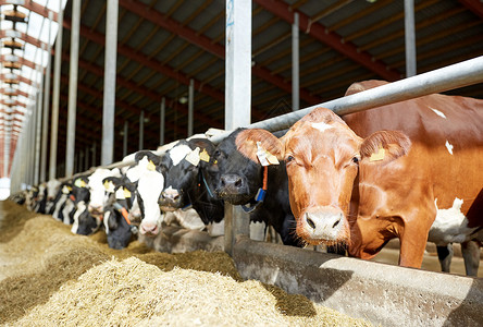 拜尔农业农业畜牧业奶牛场牛舍中的牛群背景