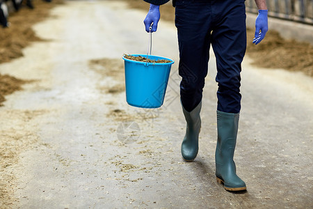 农业农业人畜牧业奶牛场上,带着桶干草沿着牛舍行走的人农民图片