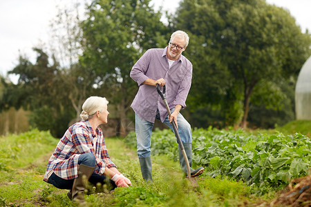 农业,园艺,农业人的快乐的老夫妇夏季农场的花园工作图片