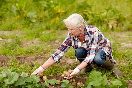 农业,园艺,农业人的老年女子花园农场种植土豆图片