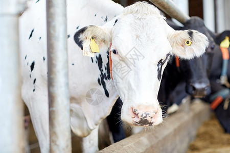 农业农业畜牧业奶牛场牛舍中的牛群图片