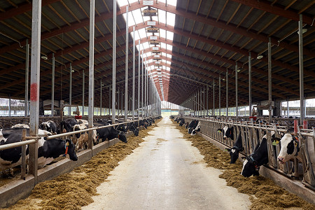 农业农业畜牧业奶牛场的牛舍吃干草的牛群高清图片