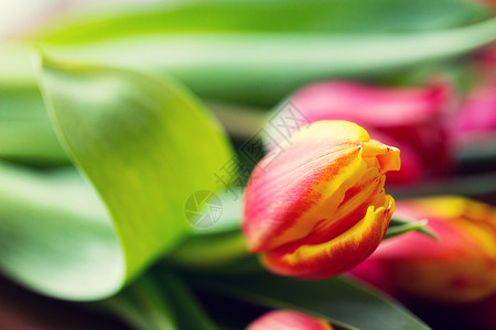 植物,园艺植物郁金香花的特写图片