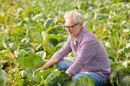 农业,园艺,收获人们的快乐的老人农场种植白色卷心菜图片
