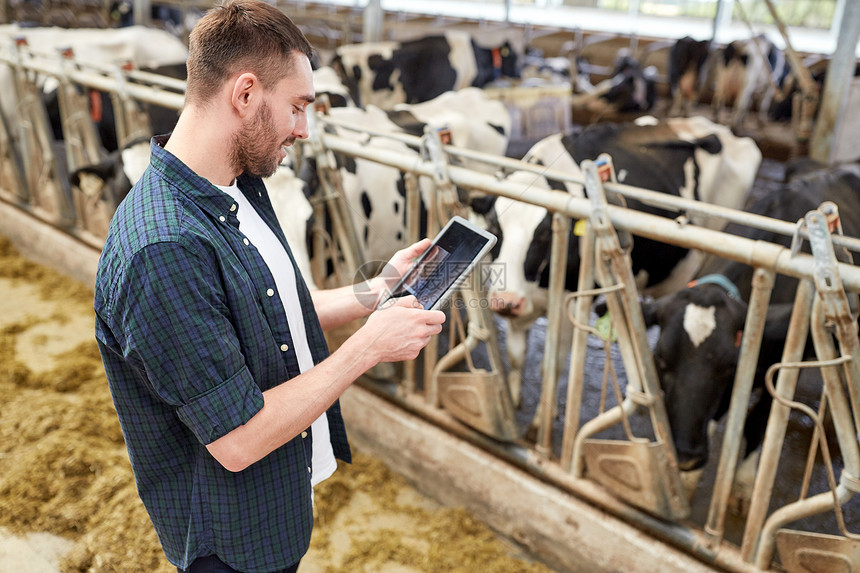农业工业,农业,人,技术畜牧业轻人农民与平板电脑电脑奶牛场的牛舍图片