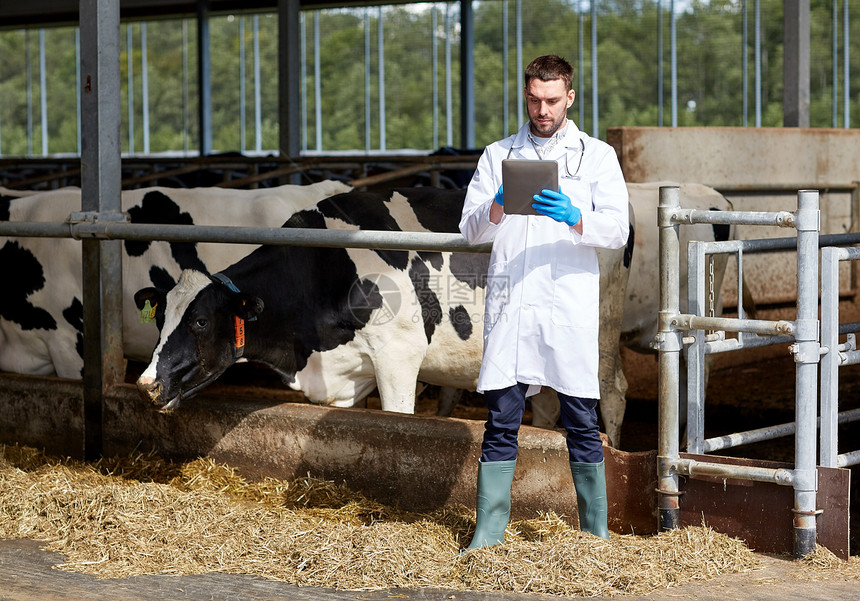 农业,人畜牧业的兽医医生与平板电脑计算机牛群奶牛场的牛舍图片