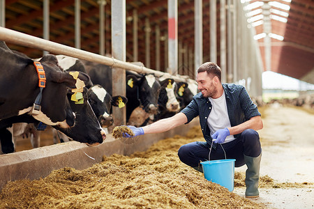 农业农业人畜牧业奶牛场的牛舍里用干草喂牛的轻人农民背景图片