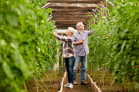 农业园艺农业老人人的老年女子男子农场的温室里收获西红柿作物图片
