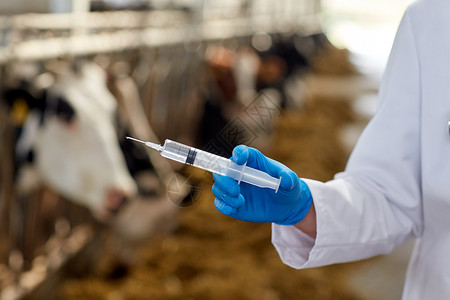农业农业医药动物疫苗接种人的兽医医生用注射器奶牛场的牛舍里疫苗图片