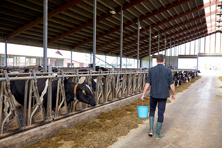 农业农业人畜牧业轻人农民,带着水桶沿着奶牛场奶牛场走背景图片