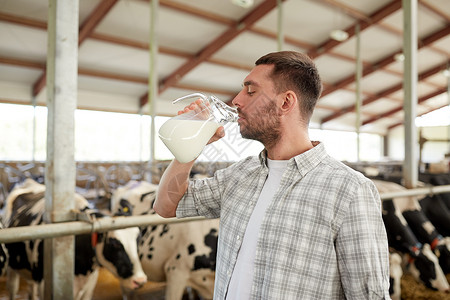 农业农业人民畜牧业快乐的轻人农民奶牛场的牛棚里喝牛奶图片