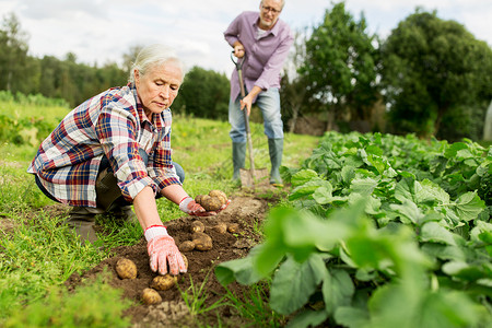 农业,园艺,农业人的老夫妇花园农场种植土豆背景图片