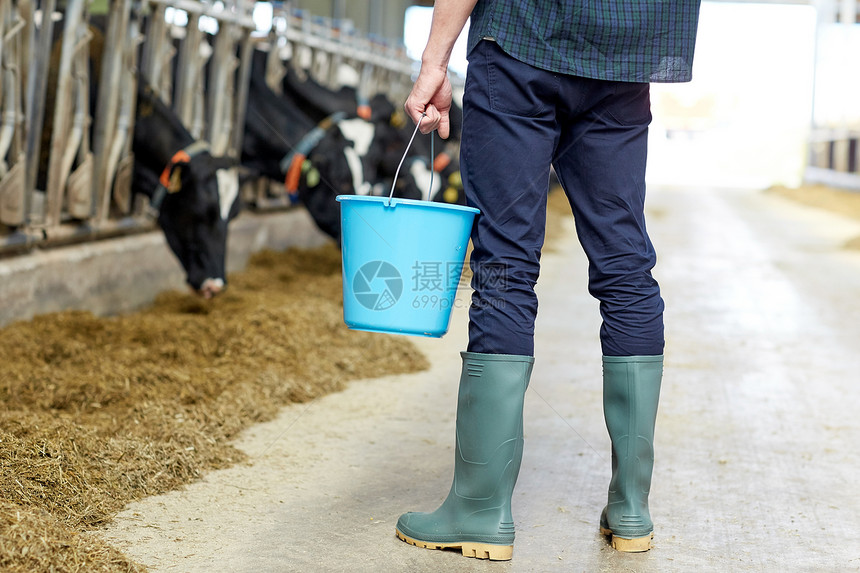 农业农业人畜牧业轻人农民,牛舍奶牛场上桶图片