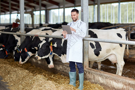 农业,人畜牧业的兽医医生与平板电脑计算机牛群奶牛场的牛舍图片