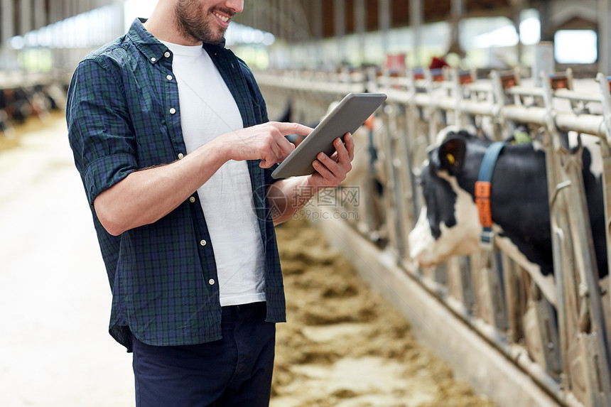 农业工业,农业,人,技术畜牧业轻人农民与平板电脑电脑奶牛场的牛舍平板电脑奶牛的轻人奶牛场图片