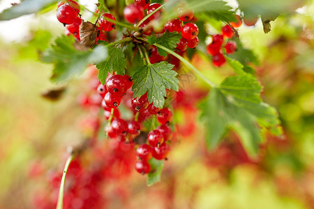 自然,植物学,园艺植物红色醋栗浆果夏季花园夏天花园里的红色醋栗浆果图片
