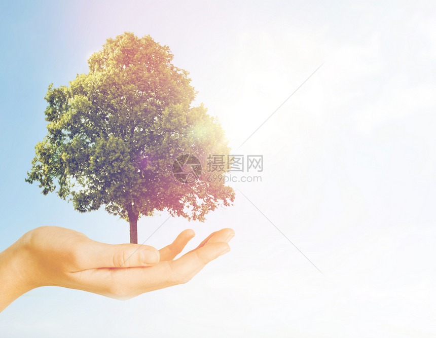 自然,保护,环境,生态人的手握绿色橡树灰色混凝土背景手握着灰色背景上的绿色橡树图片