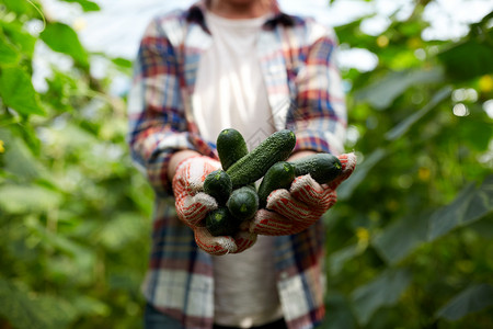 农业,园艺,农业人的农民与黄瓜农场温室农场温室里黄瓜的农民图片