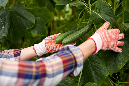 农业园艺农业人类的妇女农场的温室里收获黄瓜作物女人农场温室里捡黄瓜图片