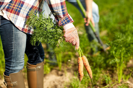 农业,园艺,收获人们的农民农场采摘胡萝卜农民农场采摘胡萝卜图片