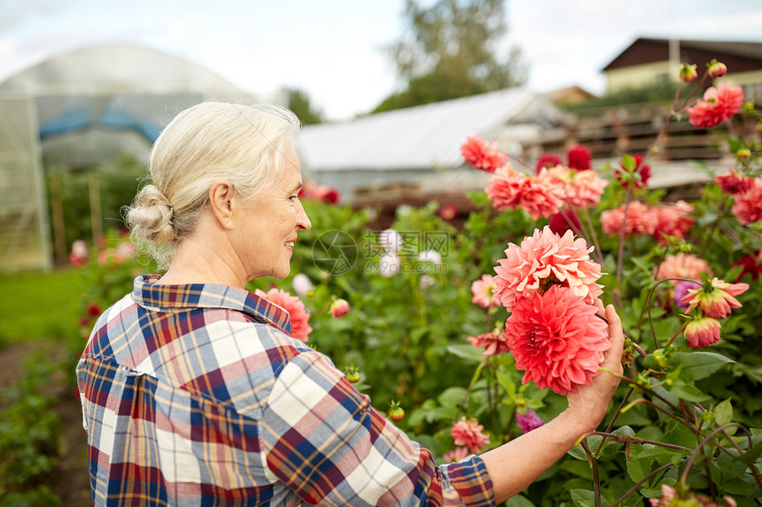 农业,园艺人的快乐的老年女子与大丽花盛开夏季花园夏天花园里带花的高级女人图片