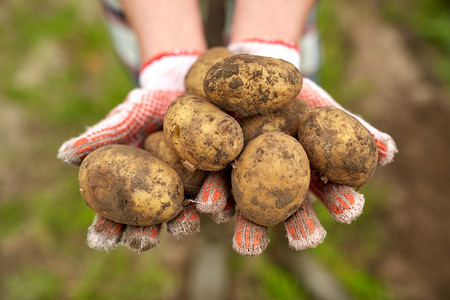 农业,园艺,农业人的农民农场土豆农夫农场手里着土豆背景图片