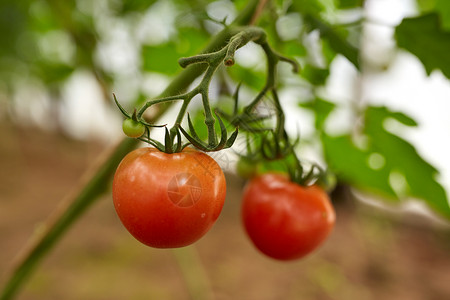 蔬菜,园艺农业密切番茄生长花园花园里生长的番茄图片