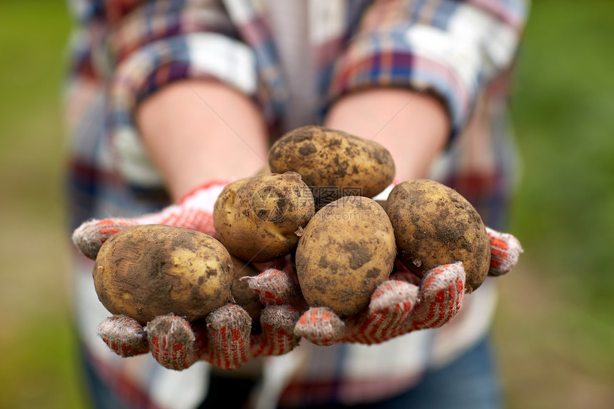 农业,园艺,农业人的农民农场土豆农夫农场手里着土豆图片