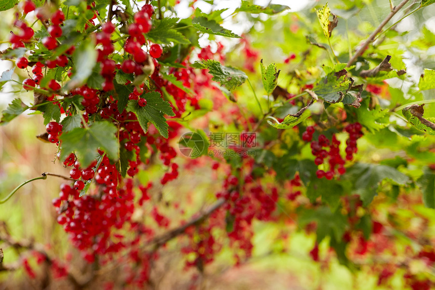 自然,植物学,园艺植物红色醋栗灌木夏季花园夏天花园里的红色醋栗灌木图片