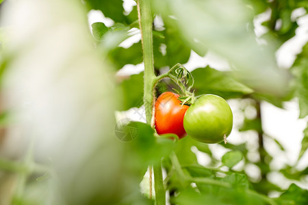 蔬菜,园艺农业密切番茄生长花园花园里生长的番茄背景图片