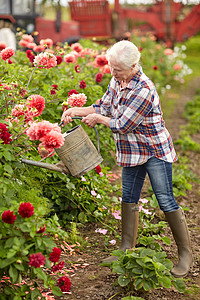 花农浇花农业,园艺人的老年女子与浇水罐大丽花盛开夏季花园老妇女夏季花园浇花背景