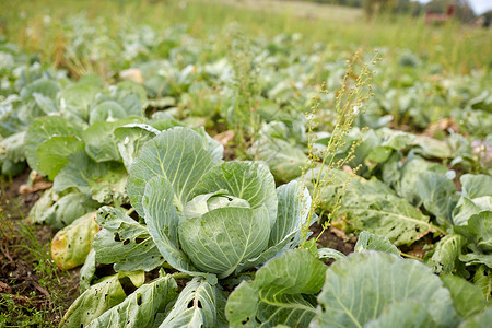 蔬菜,园艺农业卷心菜生长夏季花园床农场卷心菜生长农场的夏季花园床上图片
