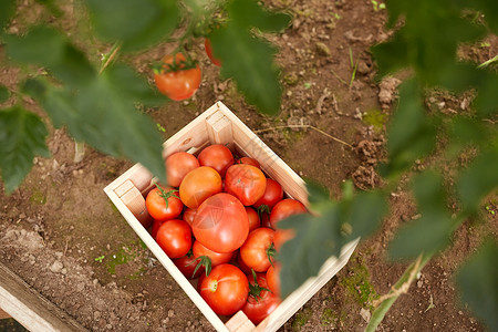 蔬菜,园艺农业红色西红柿木箱夏季花园红色西红柿夏季花园的木箱里图片