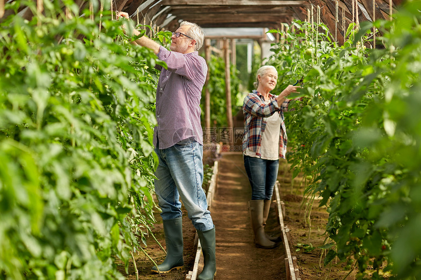 农业,园艺,老人的老人妇女捆绑番茄幼苗,并农场的温室工作农场温室工作的老夫妇图片